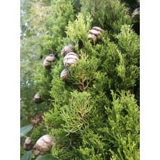 Cupressus sempervirens 